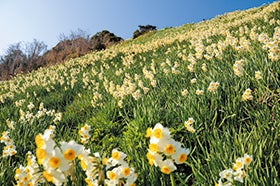 加古川・明石 発
淡路でいただくふぐ料理と「灘黒岩水仙郷」2